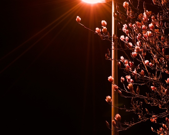 Magnolia by Night